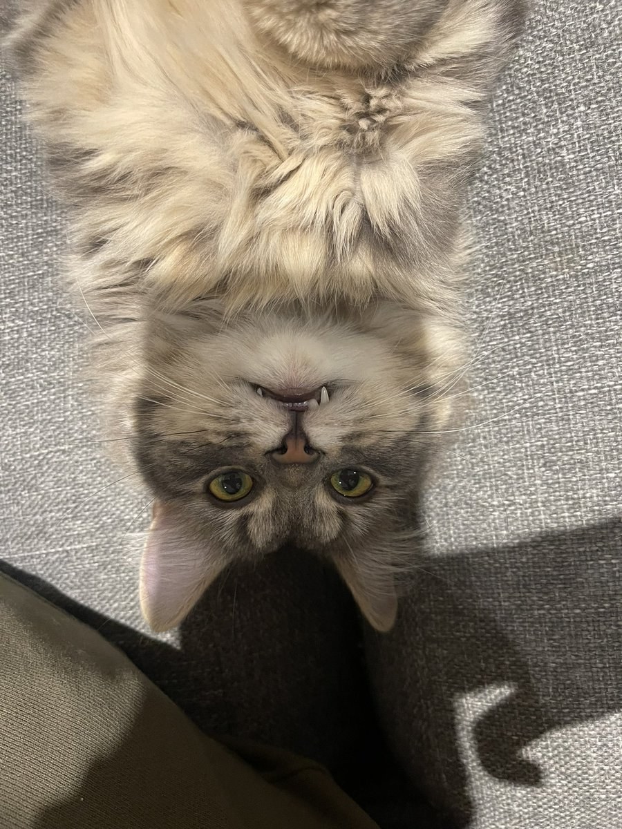 Lovely gifs without a background