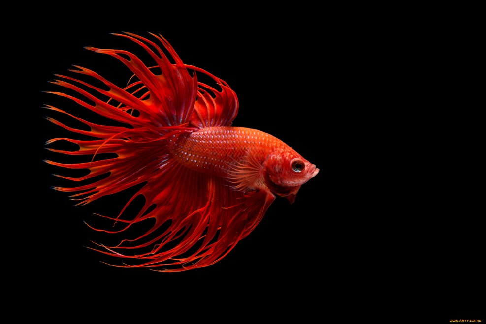 Barbara Romero Fitness