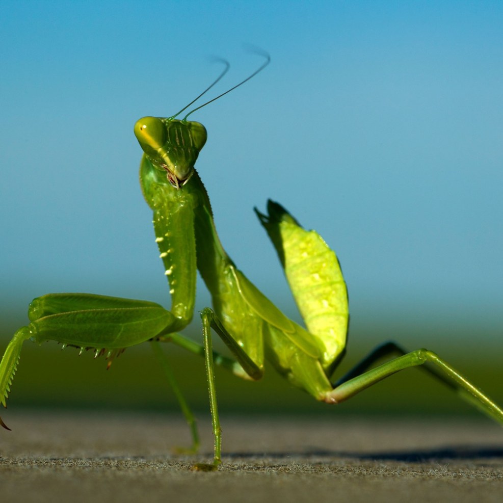 The mantis is small green