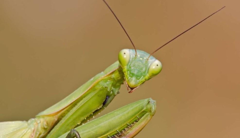 The Best of Praying Mantis