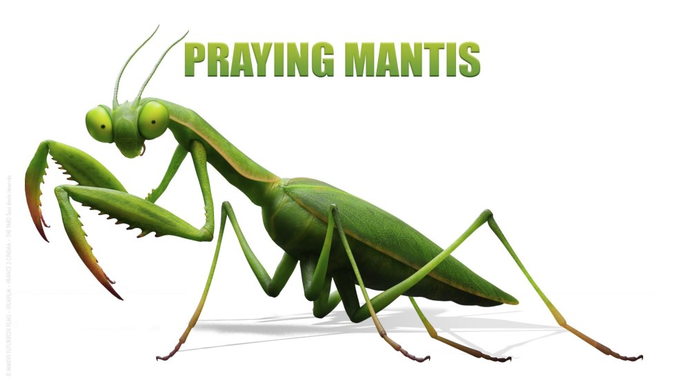 Bukashki 2 mantis