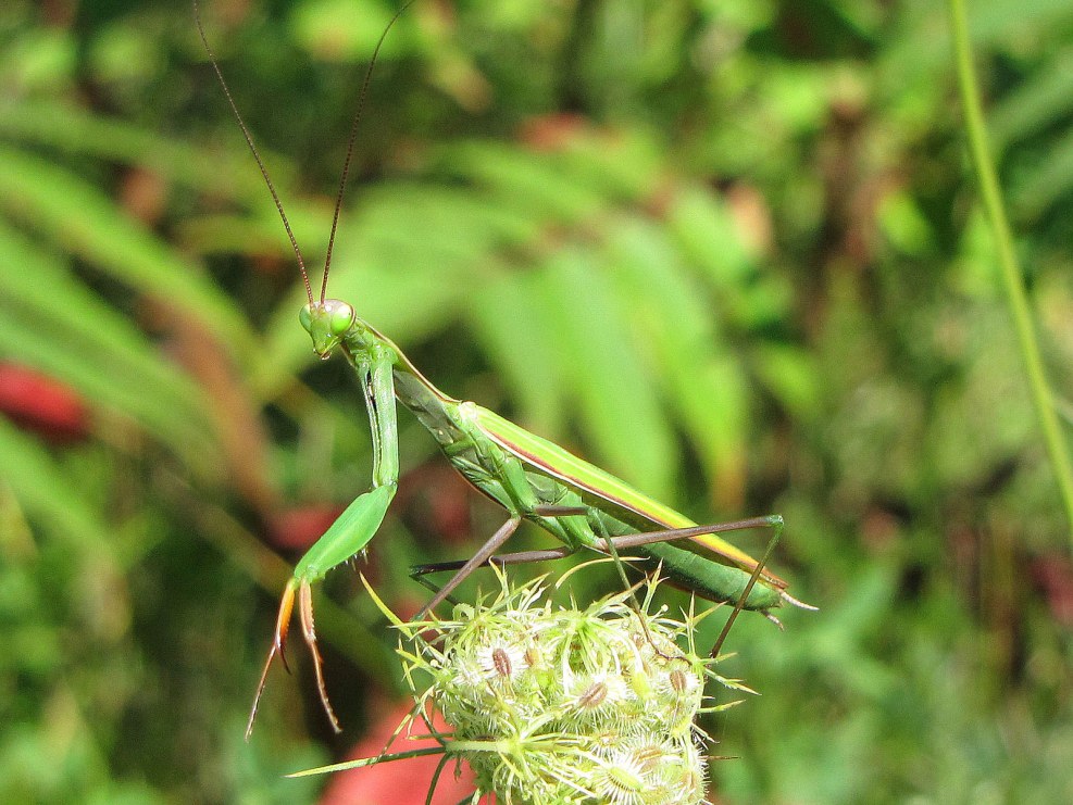 Praying Mantis Flying