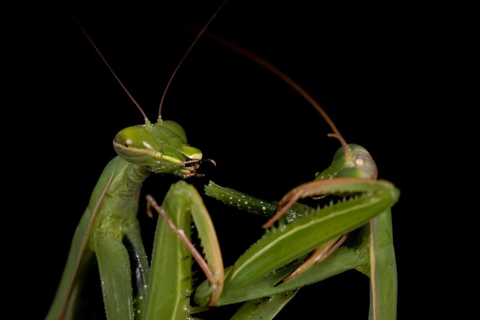 Female mantis film 2004