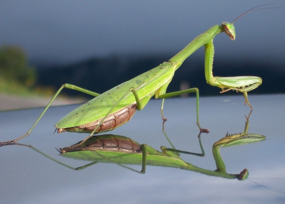 Praying Mantis 2022