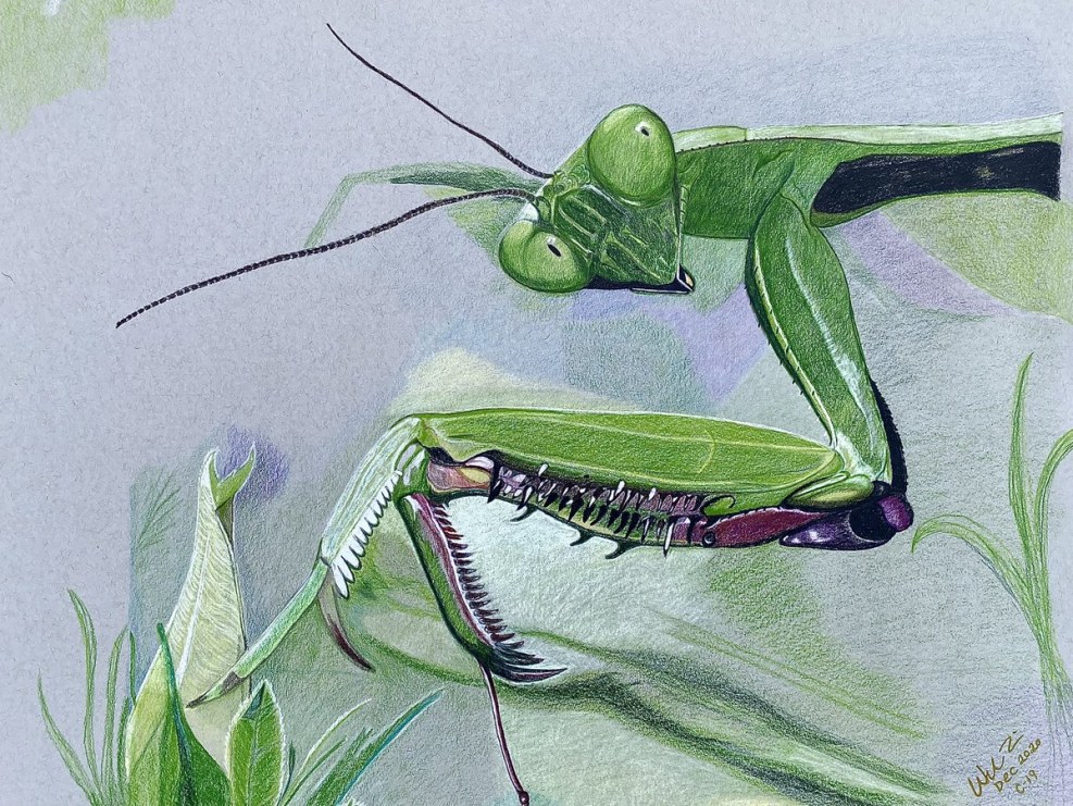 Is the mantis dangerous for man