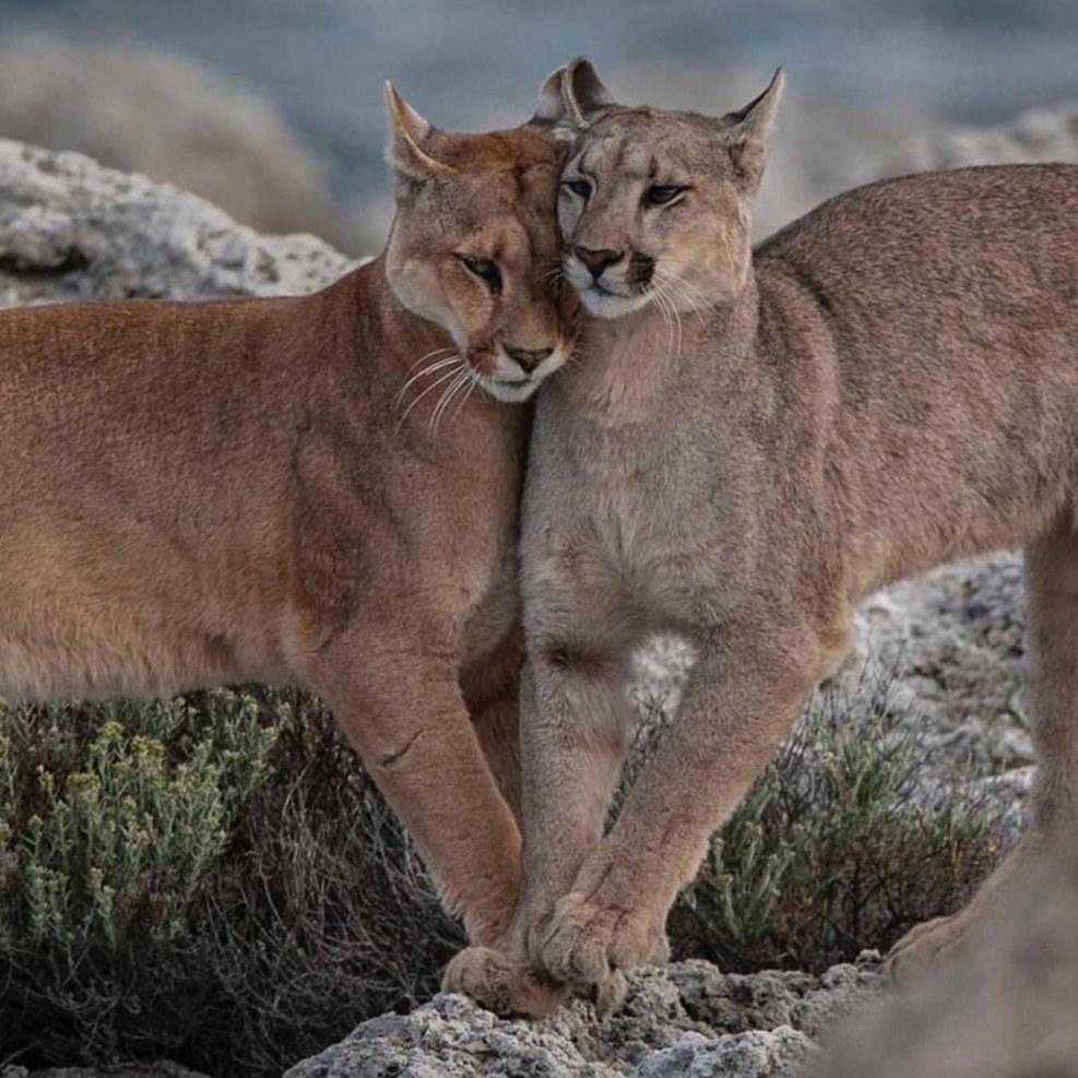 Illustrator and graphic designer difference