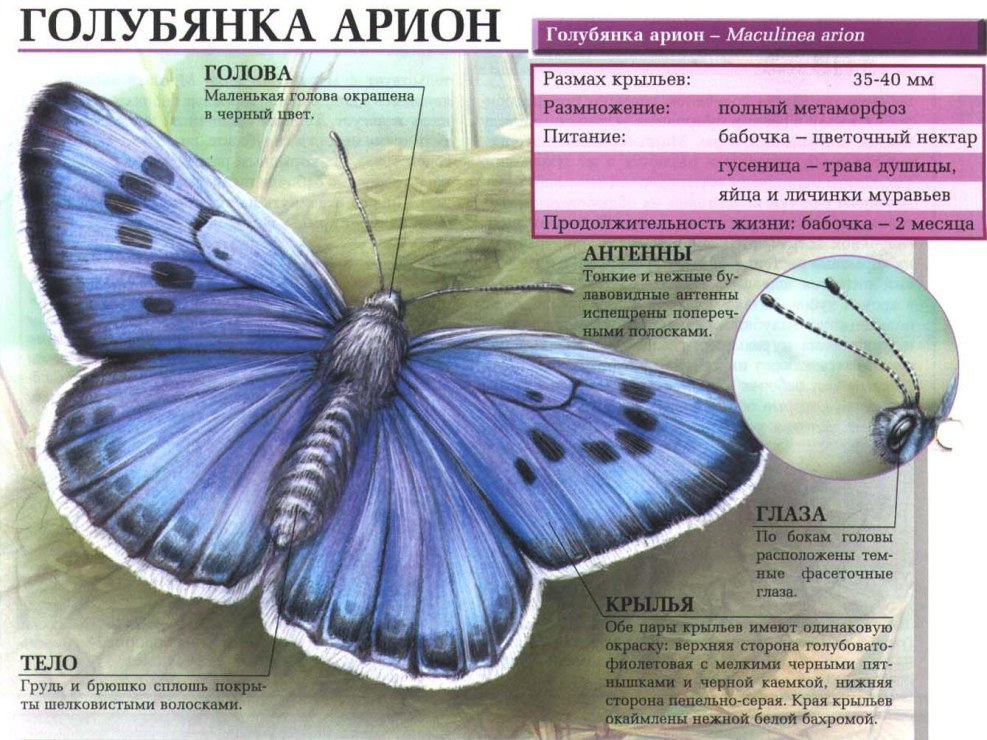 Transport company Arion