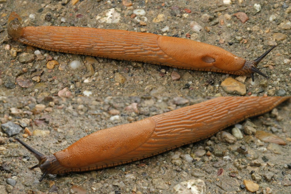 Laconic drawings with a pencil