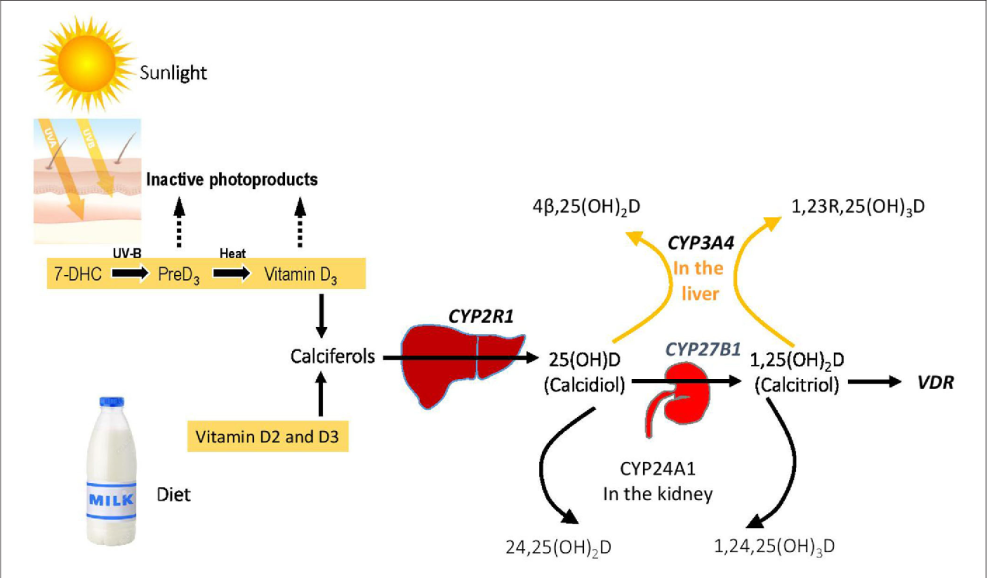 Vitamin C in tablets