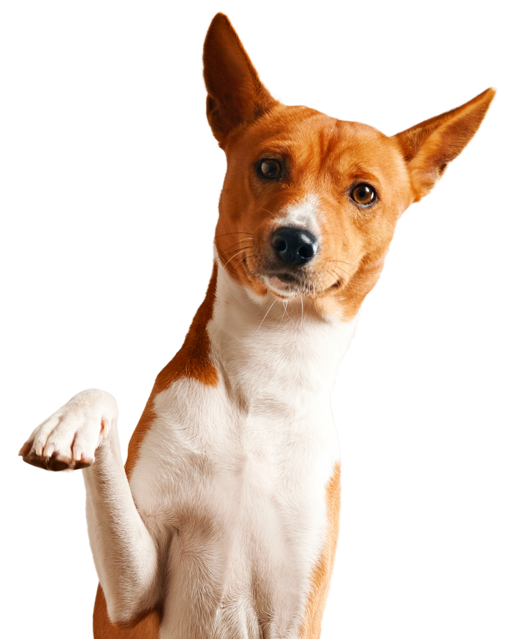 Mabel and Dipper walls