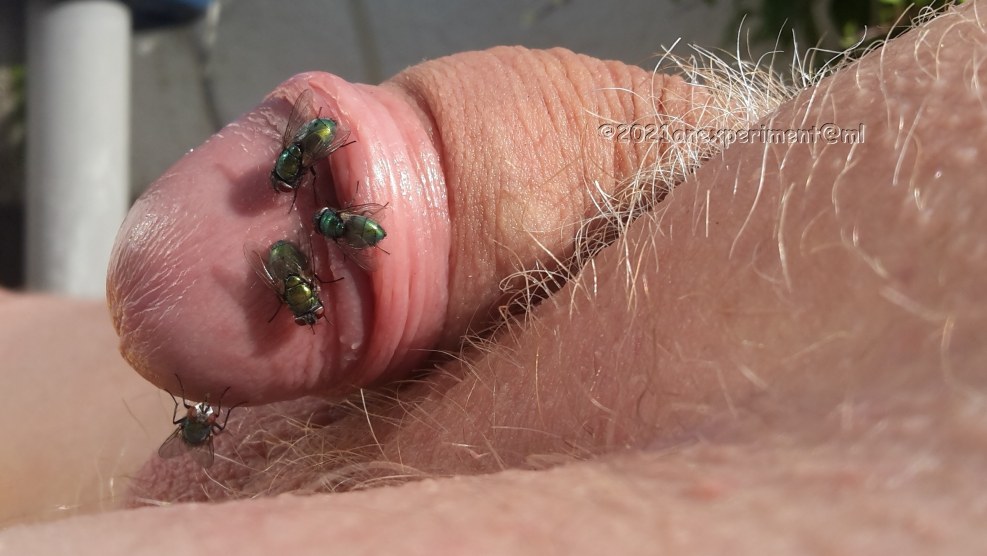 Queensnake insects Cockroaches