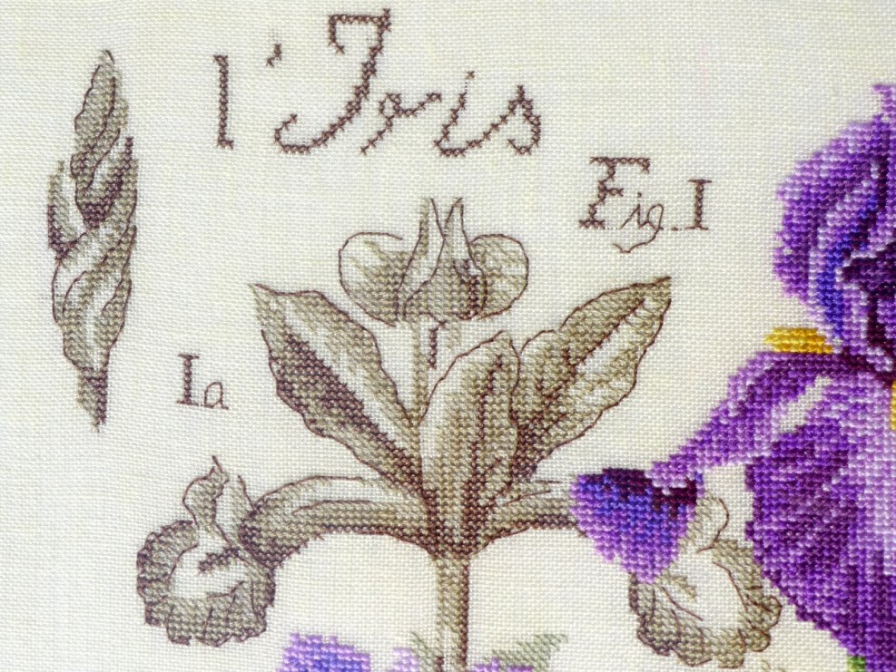 Veronique Enginger Iris