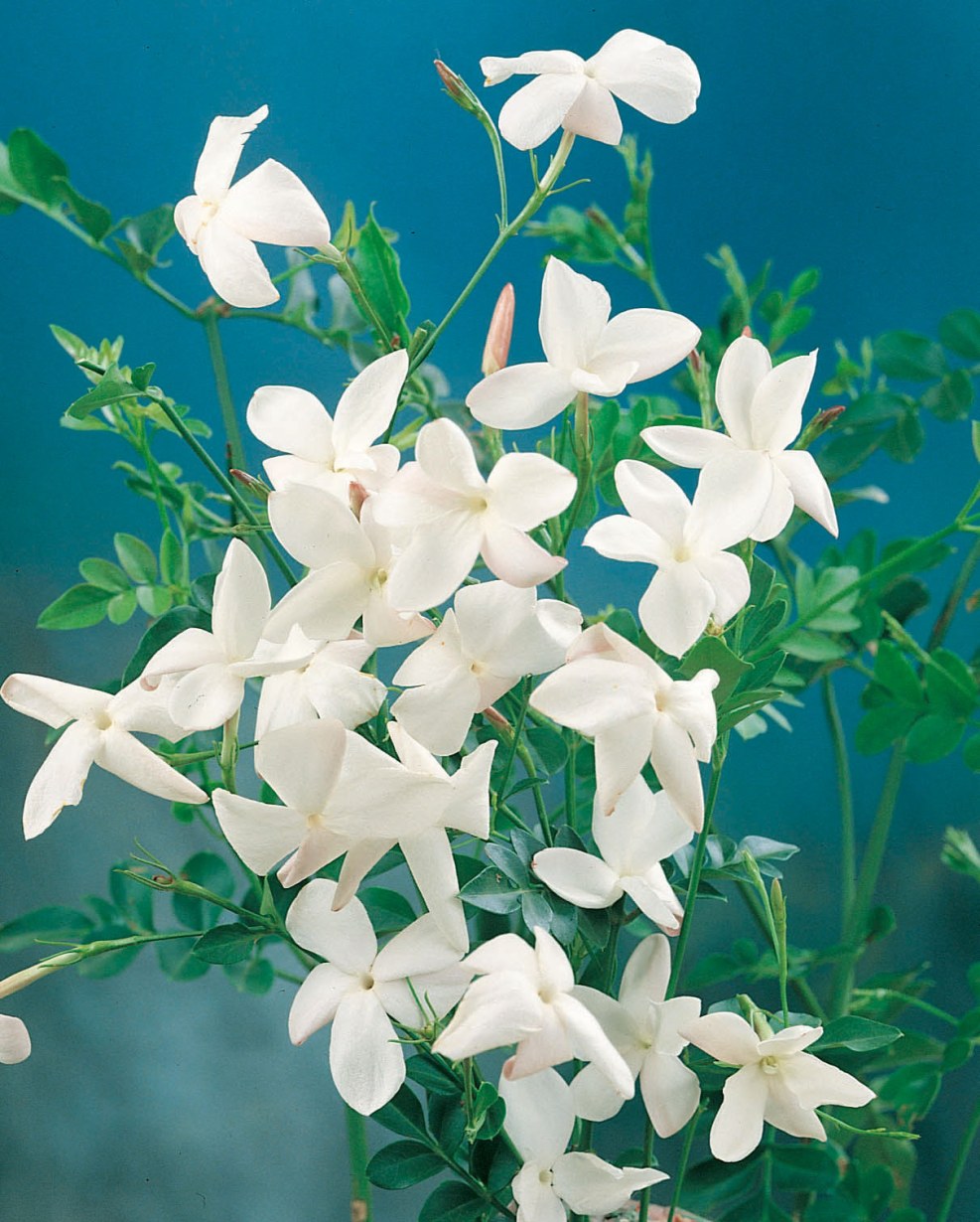 Flower branch tattoo sketch