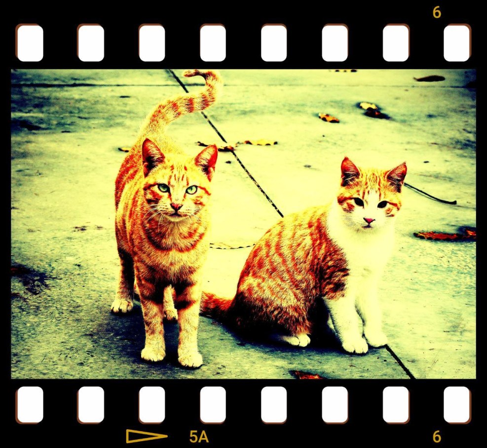 Skewers Drain Great Luke