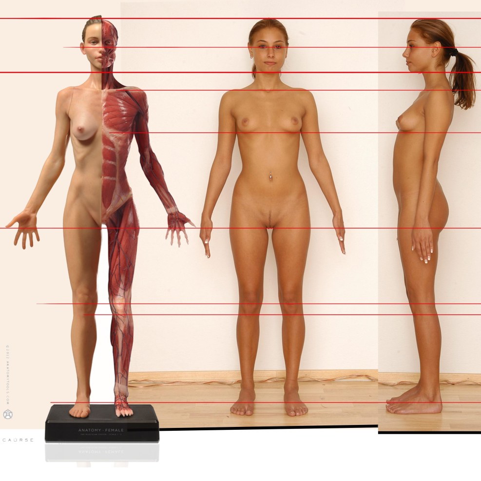 Women's anatomy on a naked woman