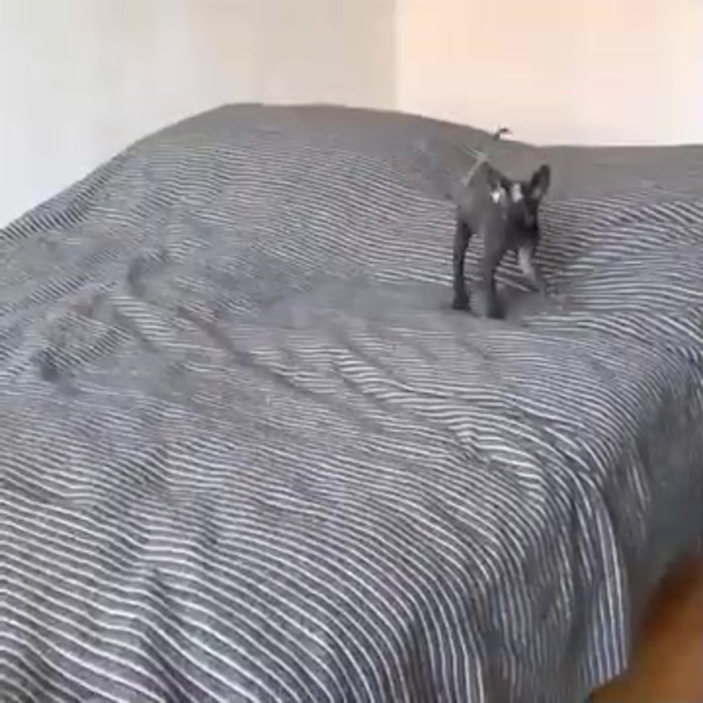 Double wallpaper on the phone