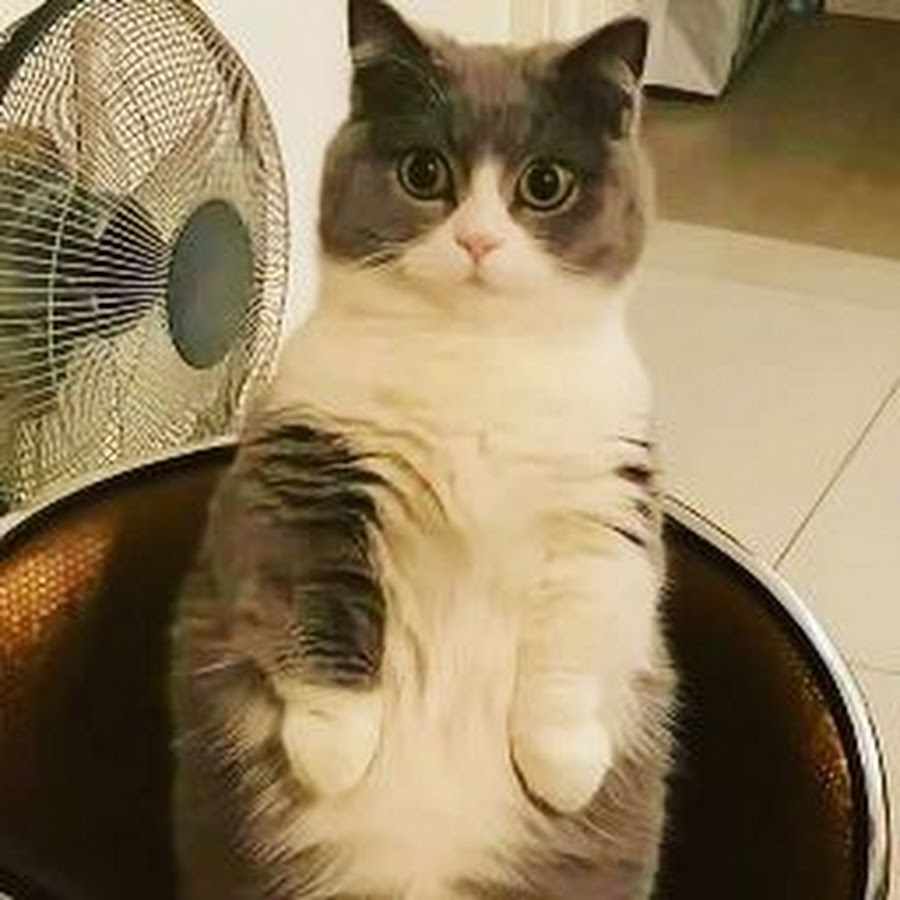 Polina Ace (71 photos)