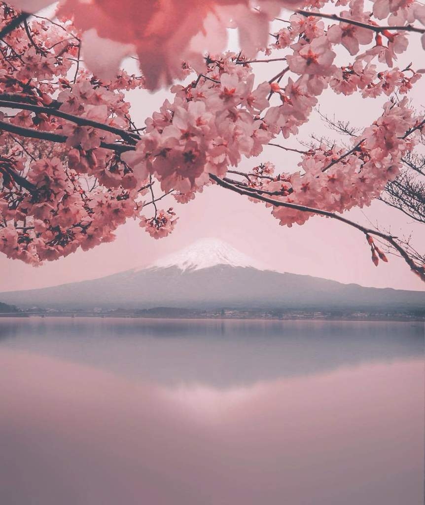 Cedar Blossom (61 photos)