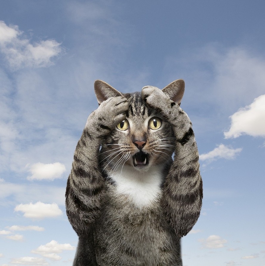 Memes about Bravo Stars in Russian