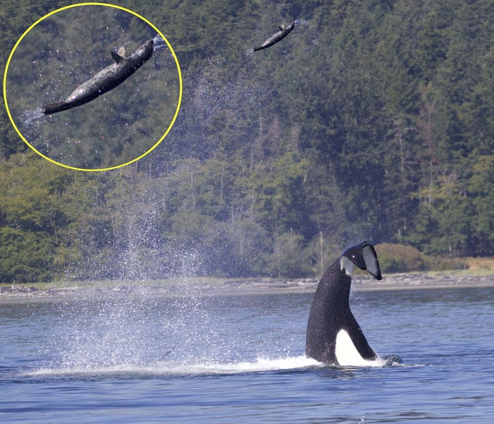 The tail of the mermaid crochet scheme and description