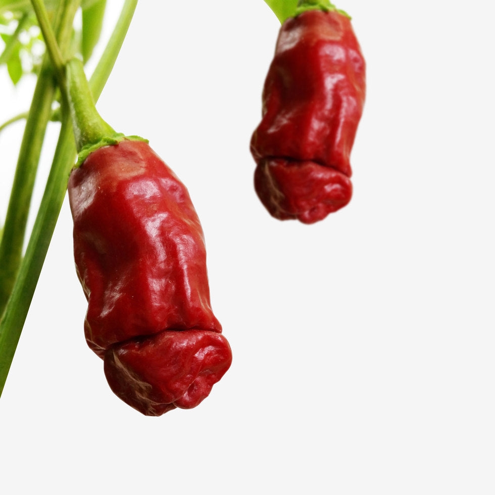 Chili Peppers (64 photos)