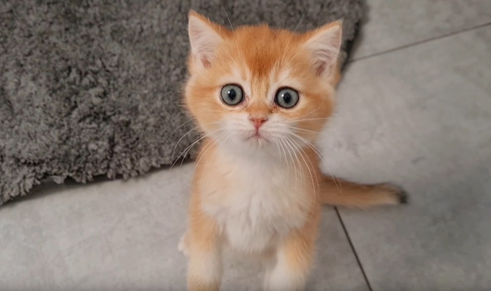 Hungry Piggy Donuts Mania