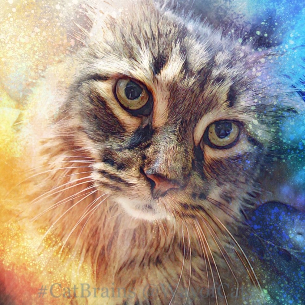 The cat holds a plate