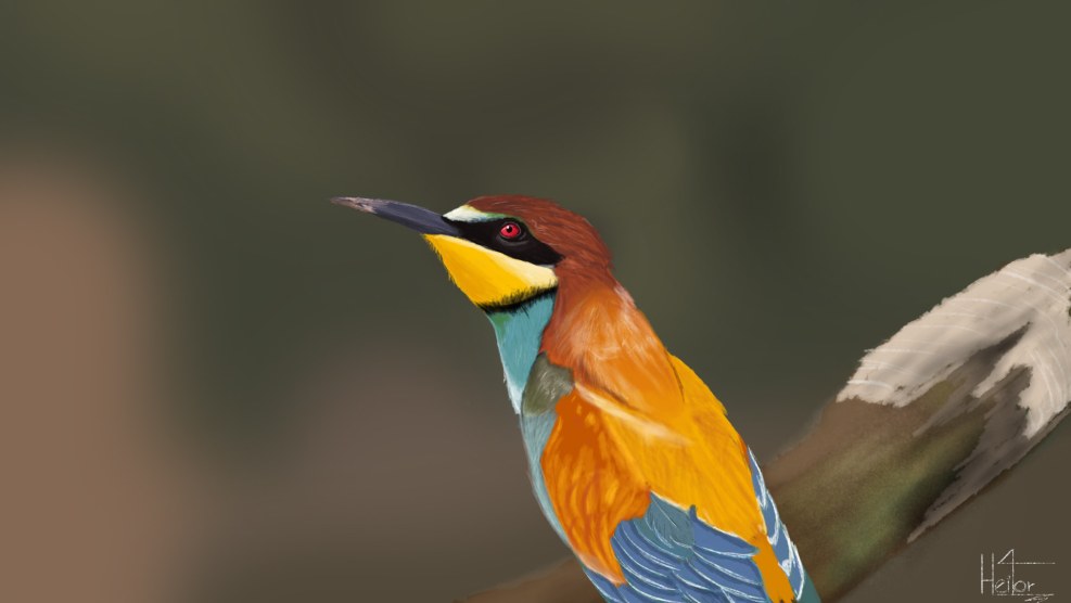 Model from Paradise Birds