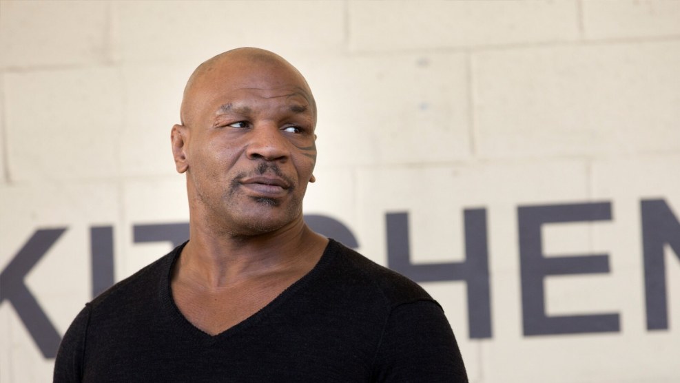 Cat on a yellow background