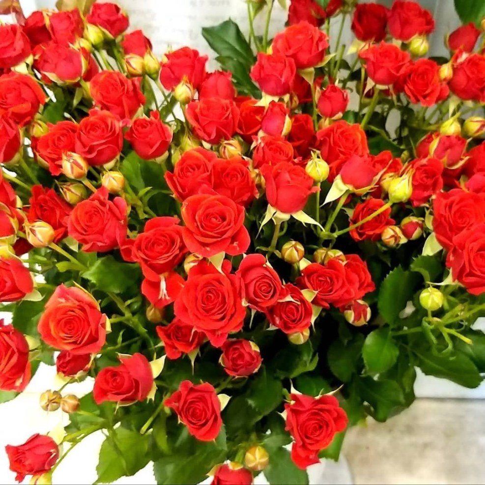 TINY TOON Adventures