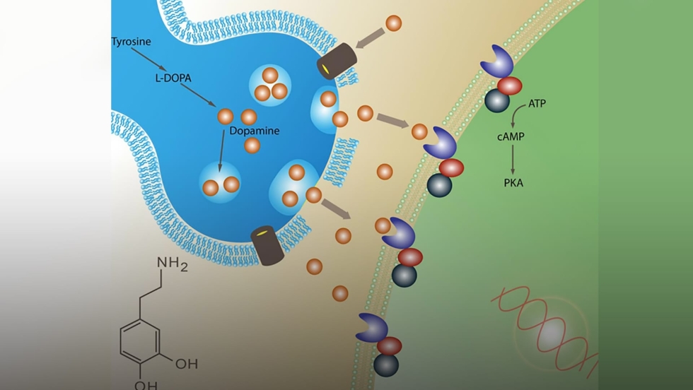 Dopamine for glucose