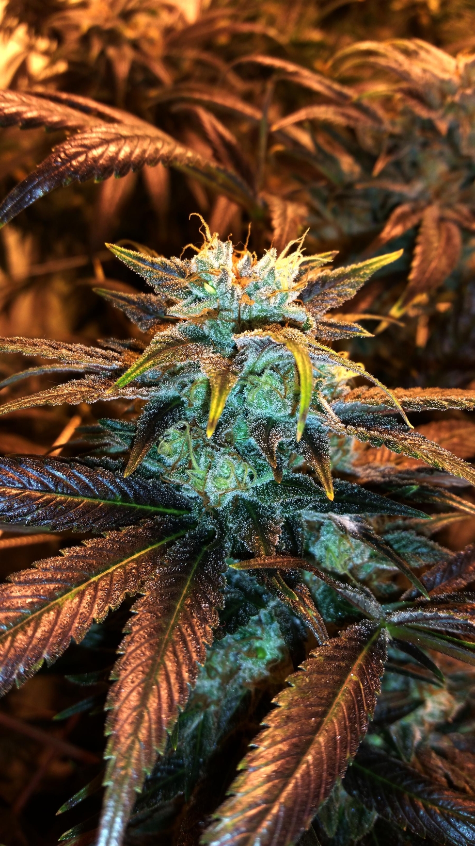 Nicollelove Holisticnicole Onlyfans Nudes Leaks