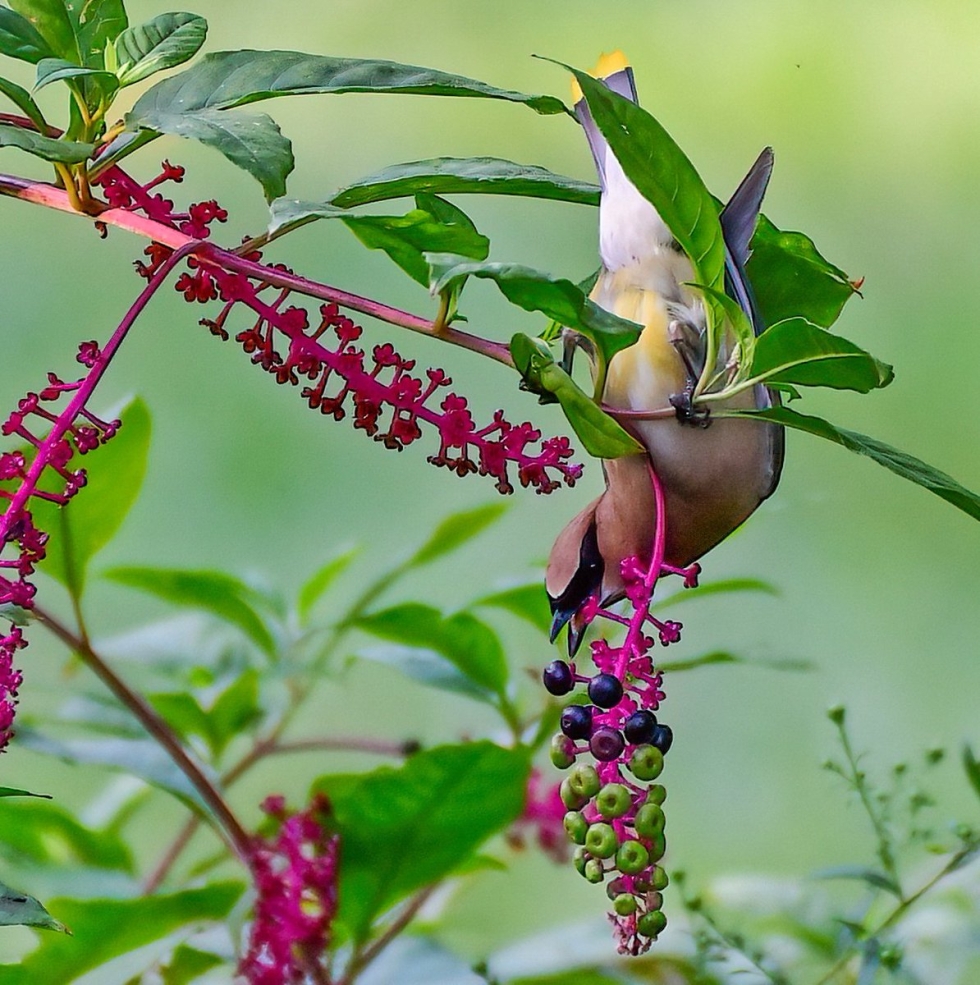 Yokogama Japan Flowering Sakura