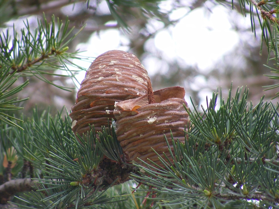 Epiphany Night Bunin Poem