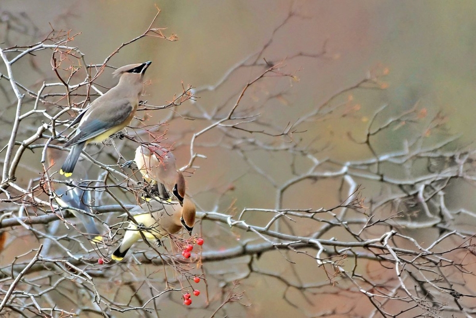 Walking in the Garden Garden Smith