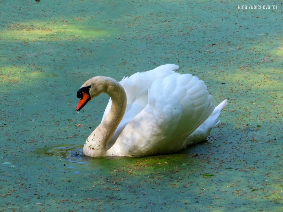 Mila Kunis Fake Cumshot