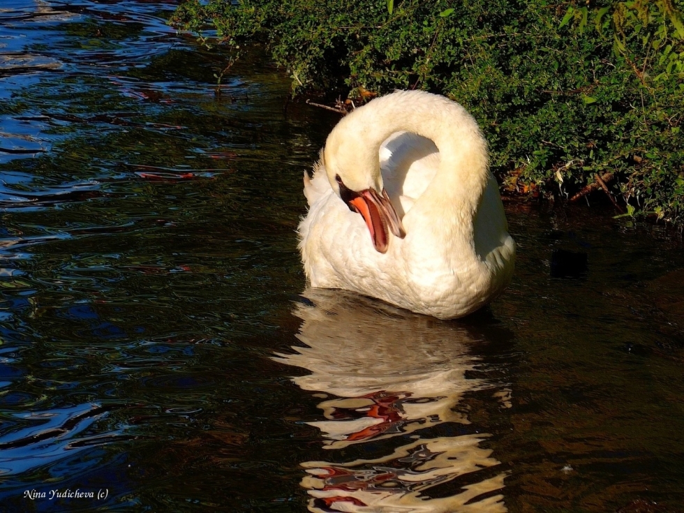 Roulette _ -_ Black swan_
