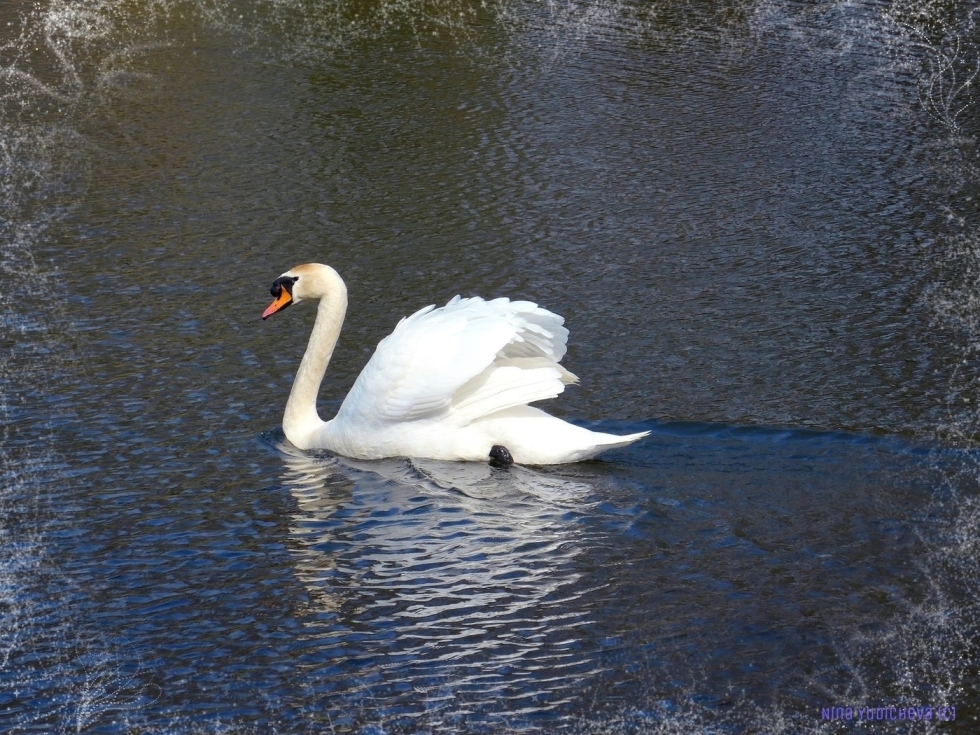 Swans on white lake Tomsk