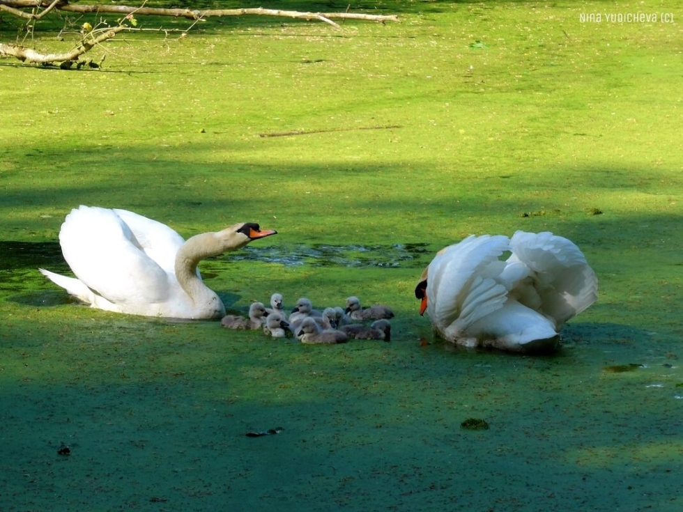 Black Swan black swan strawberries