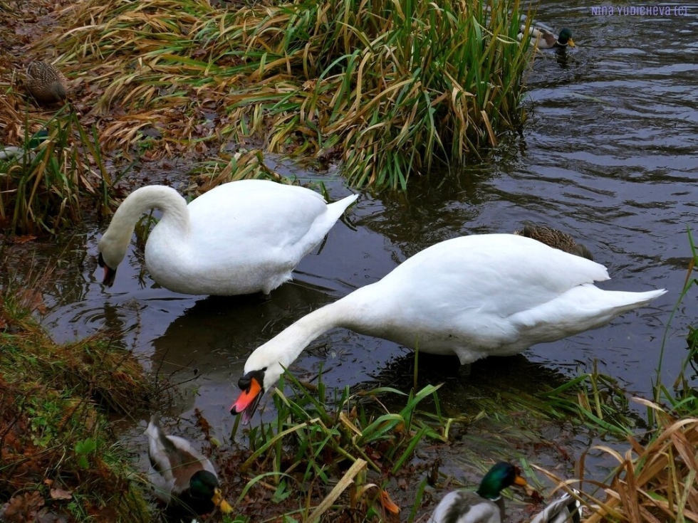 Family Day, Love and Fidelity photos with swans