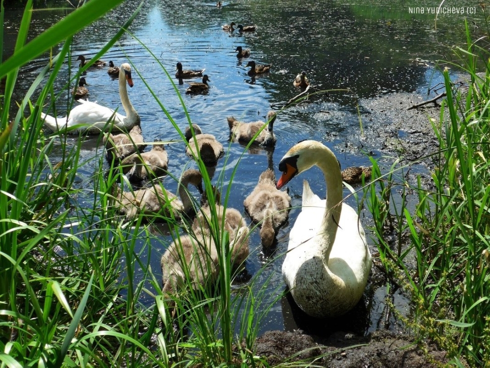 Natalie Portman Black Swan bed
