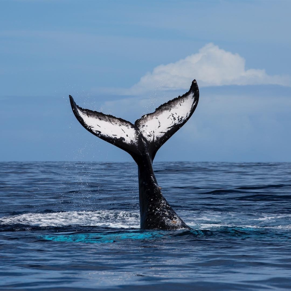 Sebastian Salgado, Brazil, 1944
