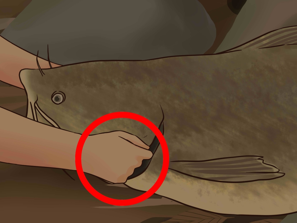 Girl swims with dolphins