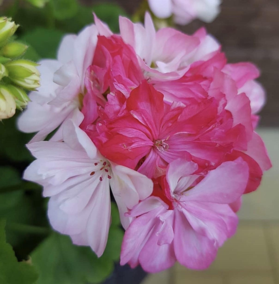 Slotted a thin husband's dick and satisfied