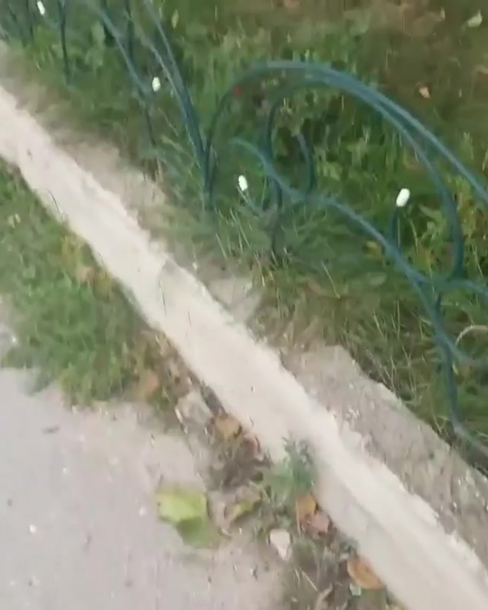 House of Owls animated series Willow