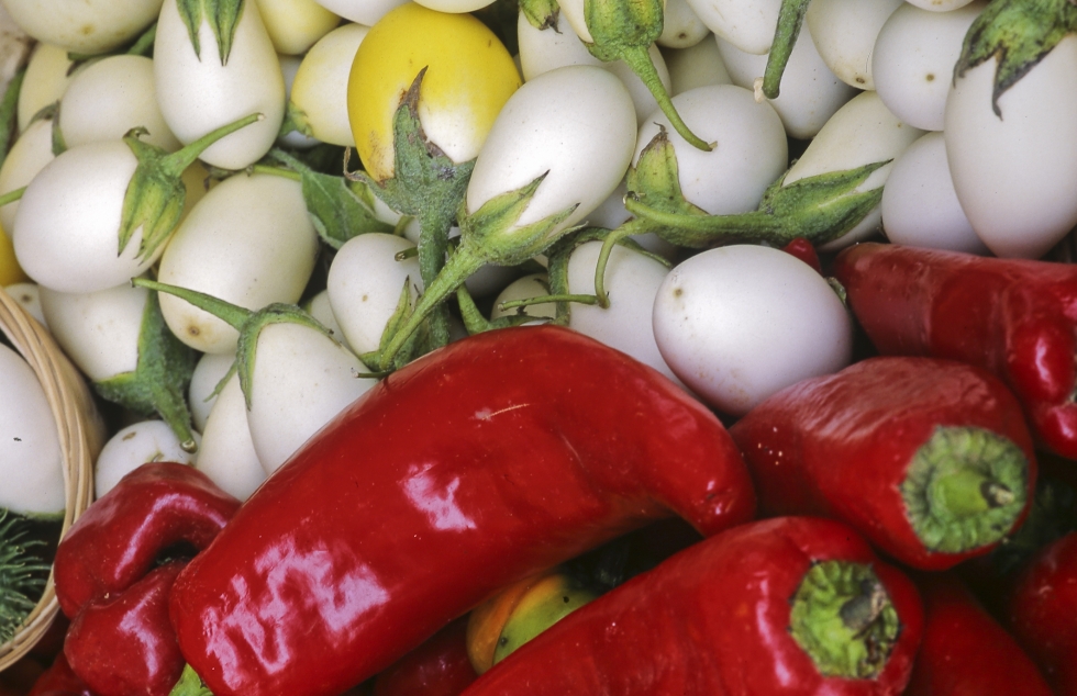 Red peppers Edison and Katya