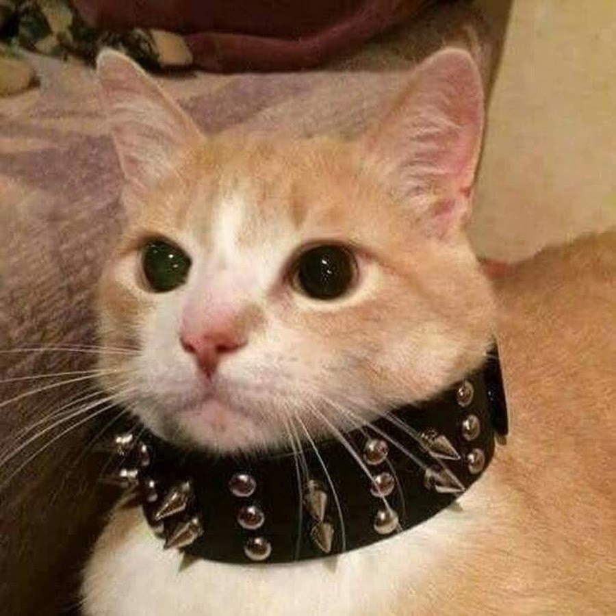 Pornhab statistics for 2020