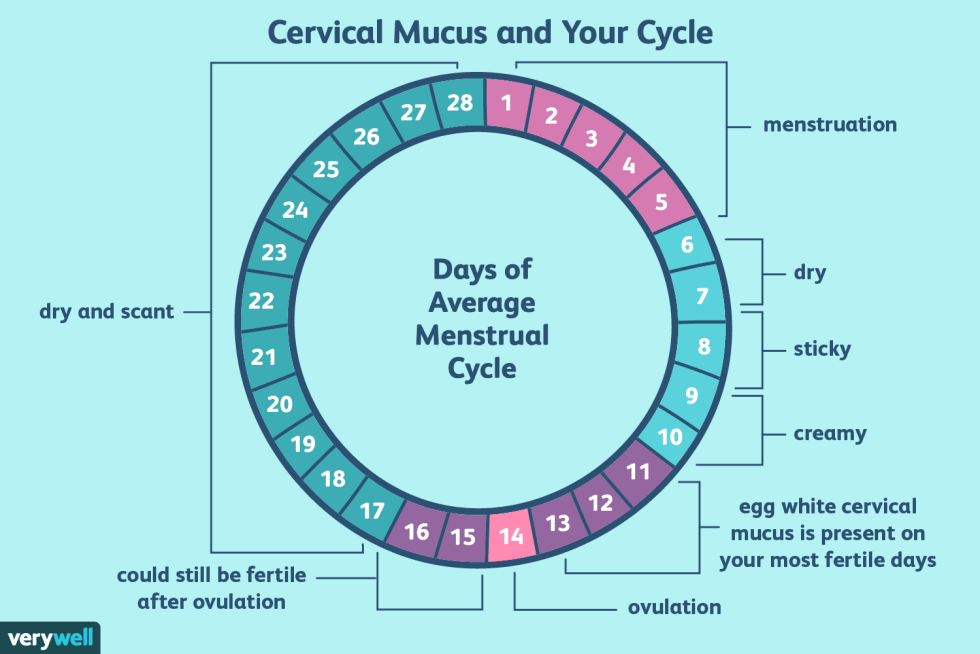 Menstrual cycle and fertility