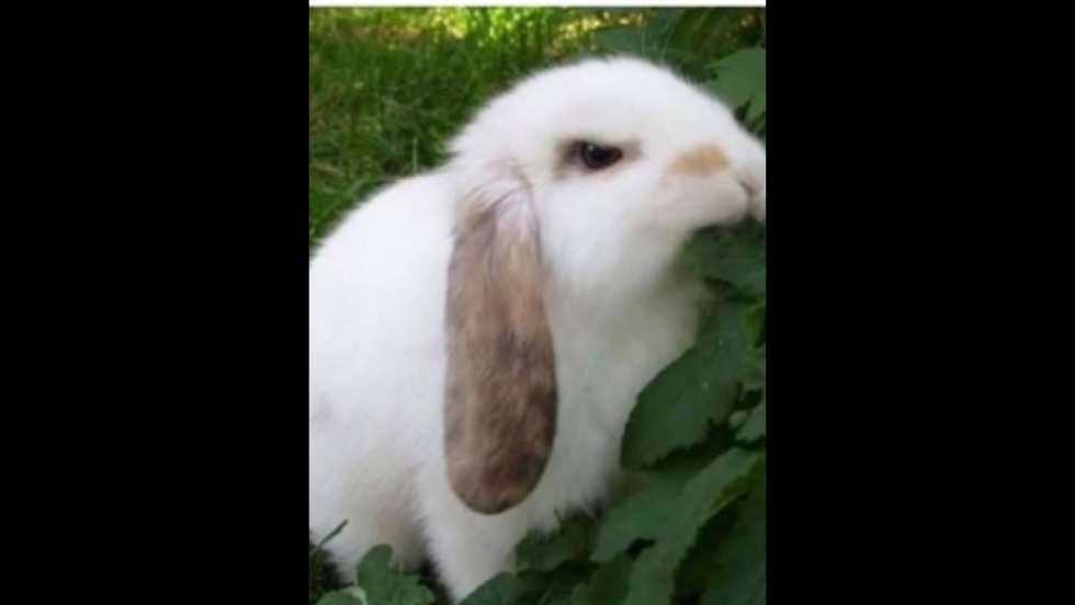 Fat font series kiss