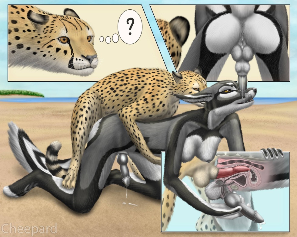 YIFF cheetah